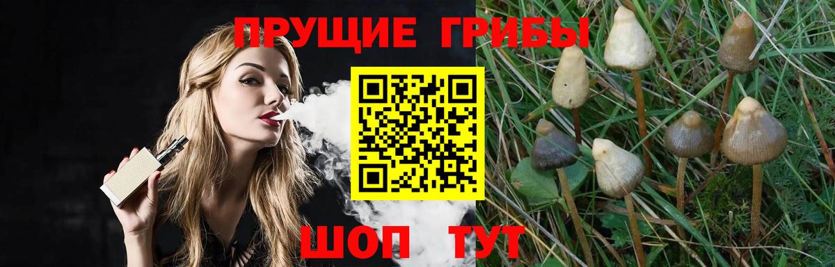 Галлюциногенные грибы Psilocybe Нарткала